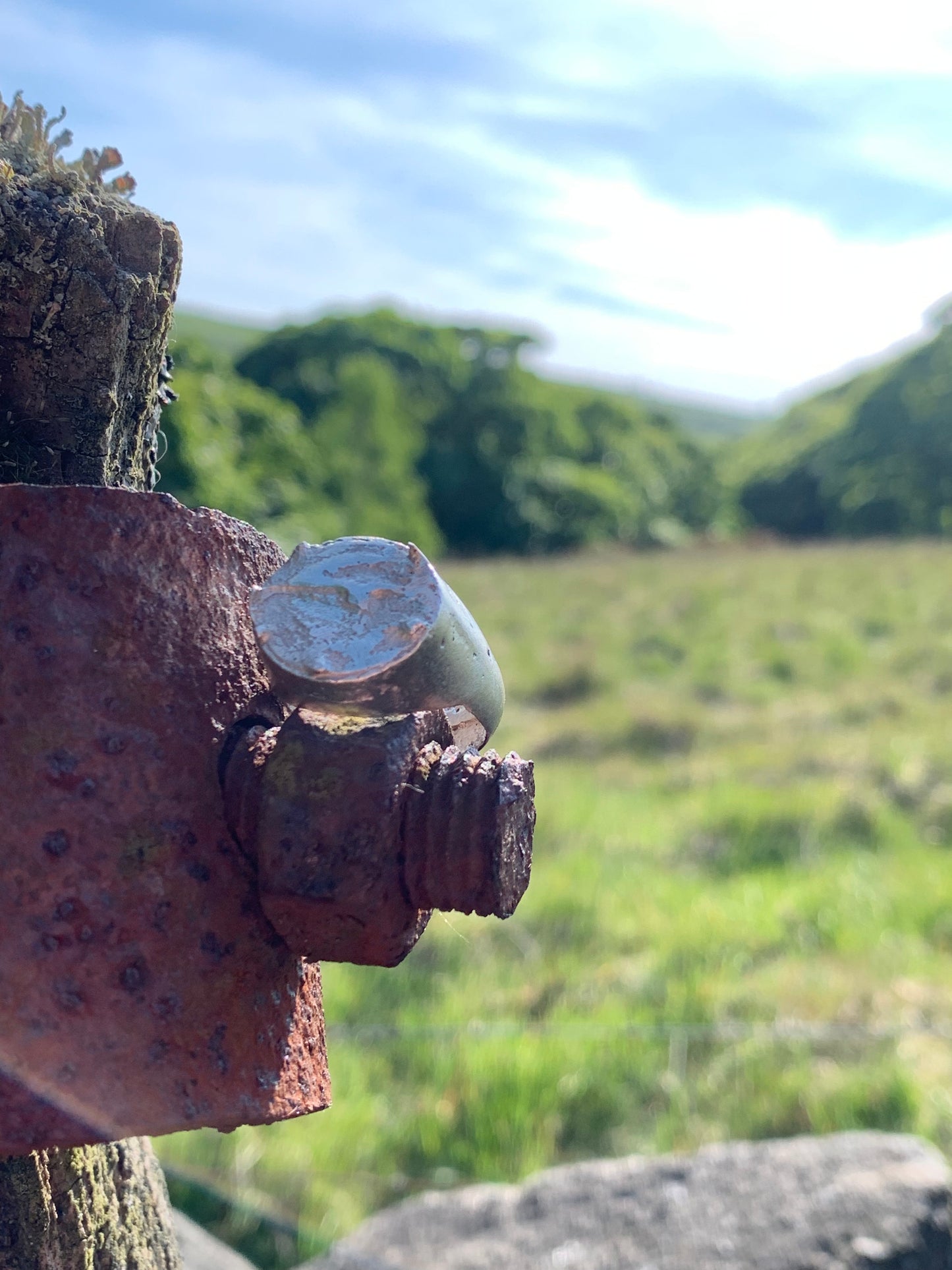 Delf hill signet